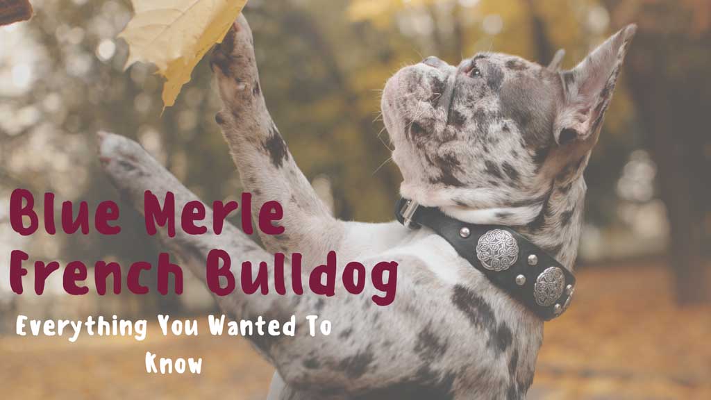 Blue Merle French Bulldog - Everything You Wanted to Know