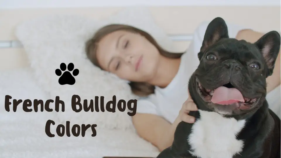 French Bulldog Colors: From Standard to Exotic