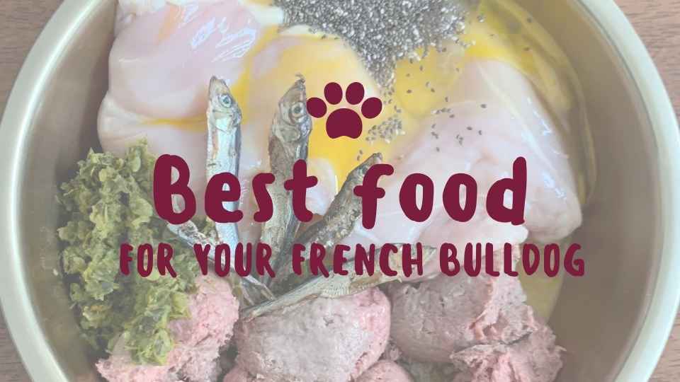 Best Food For a French Bulldog - Our 2020 Guide