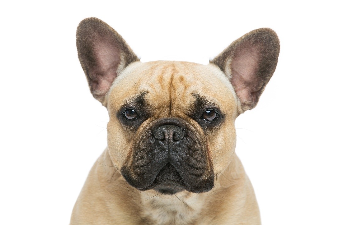 Ethical Frenchie’s Guide To Dog Health