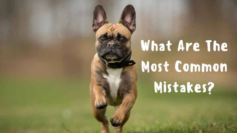 Most Common Mistakes French Bulldog Owners Make