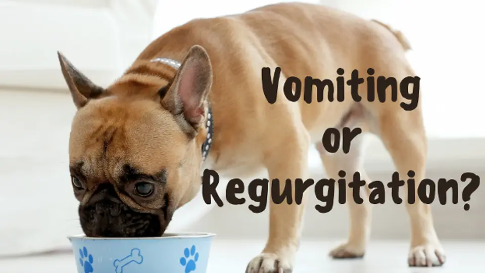 Why Does My Frenchie Vomit? Unraveling the Mystery Behind Vomiting and Regurgitation