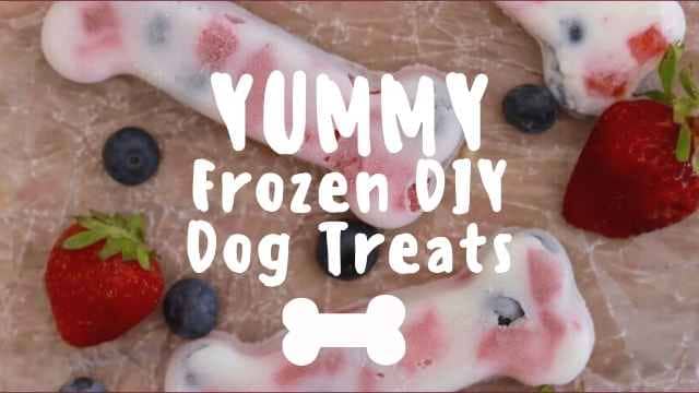 Top 5 DIY Summer Treats For Your French Bulldog