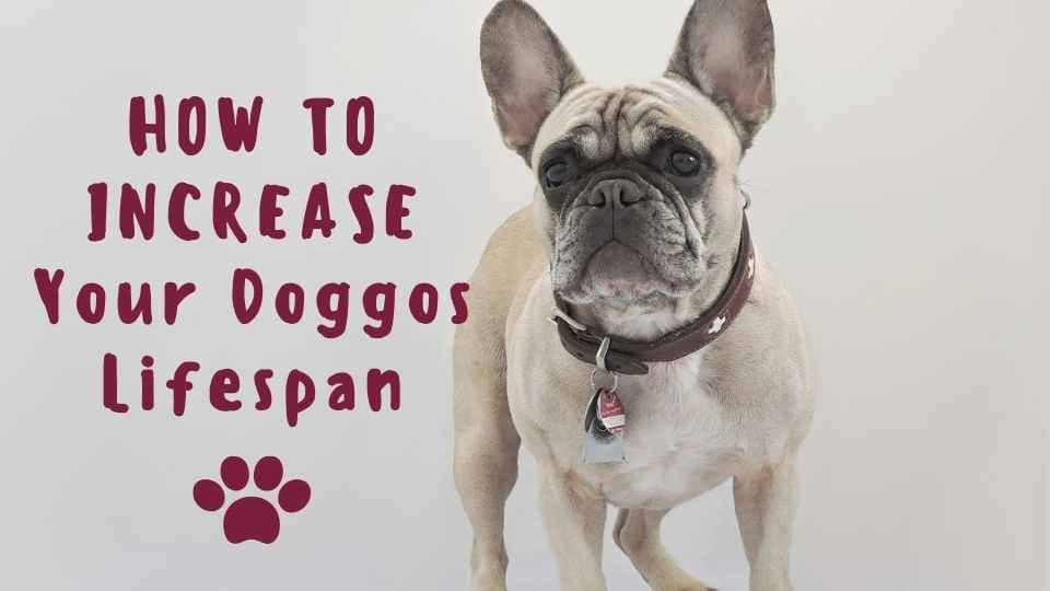 How to Increase French Bulldog Lifespan With These Simple Steps