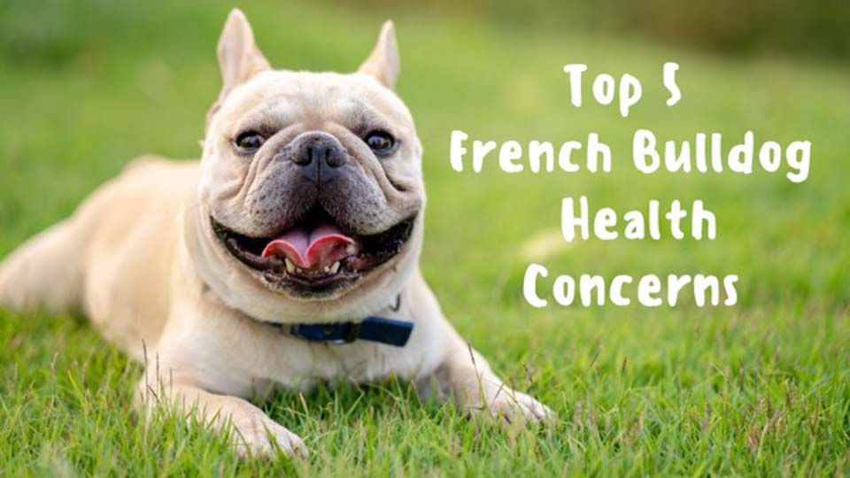Top 5 Health Concerns and Care Tips for French Bulldogs A Breeder's Perspective