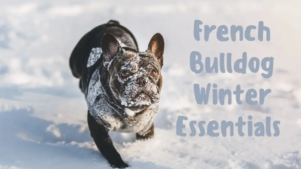 French Bulldog Winter Essentials: Keeping Your Frenchie Cozy and Chic