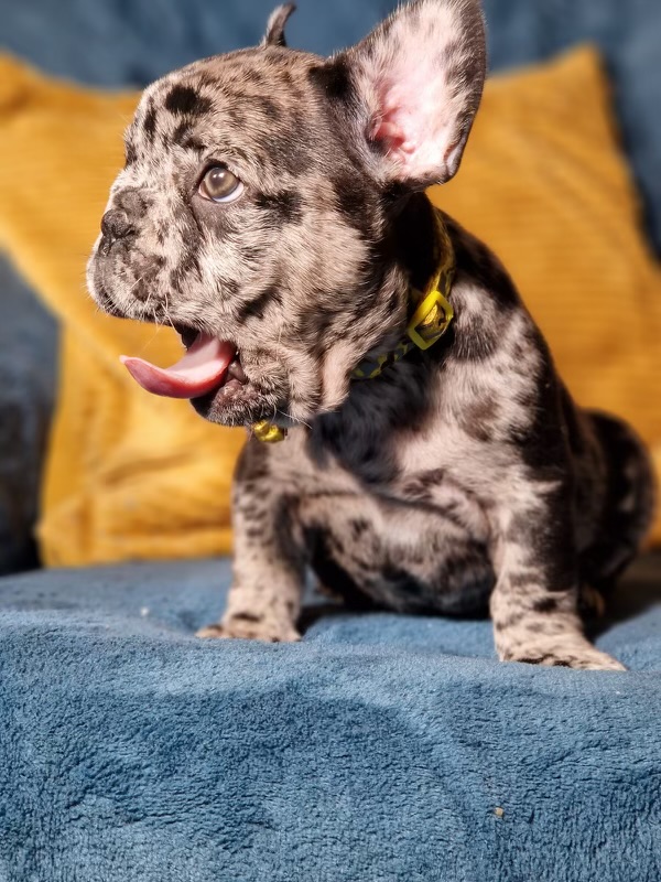 Bentley the Black Merle Frenchie