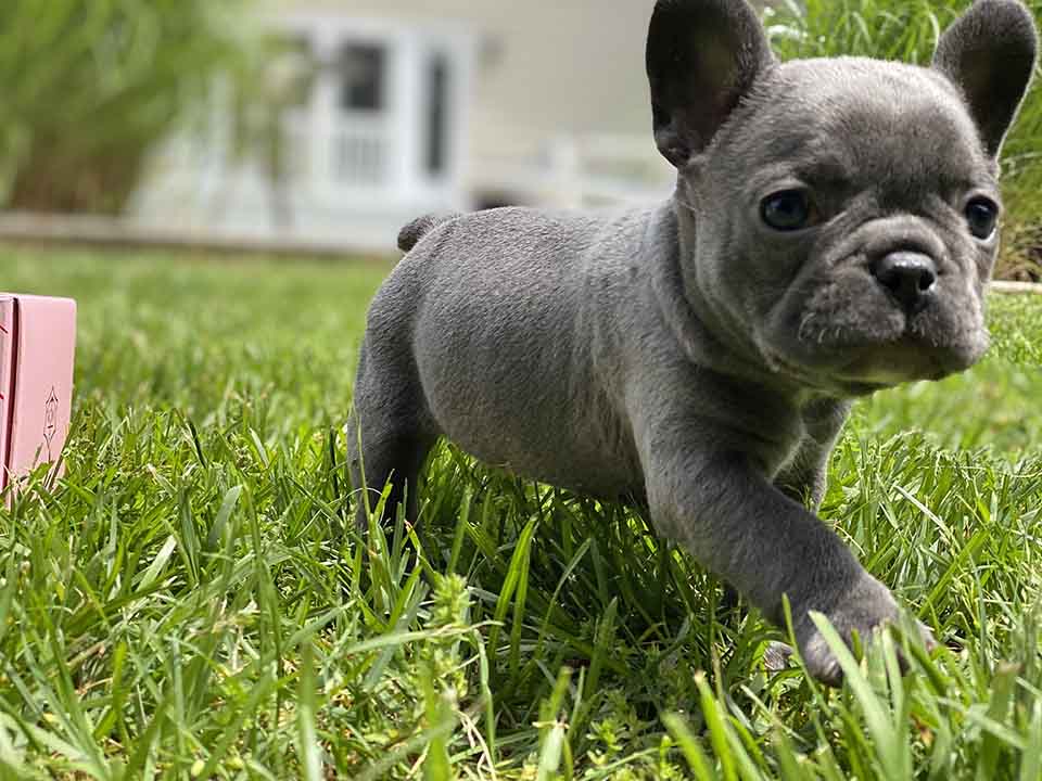 Blue Color Frenchies