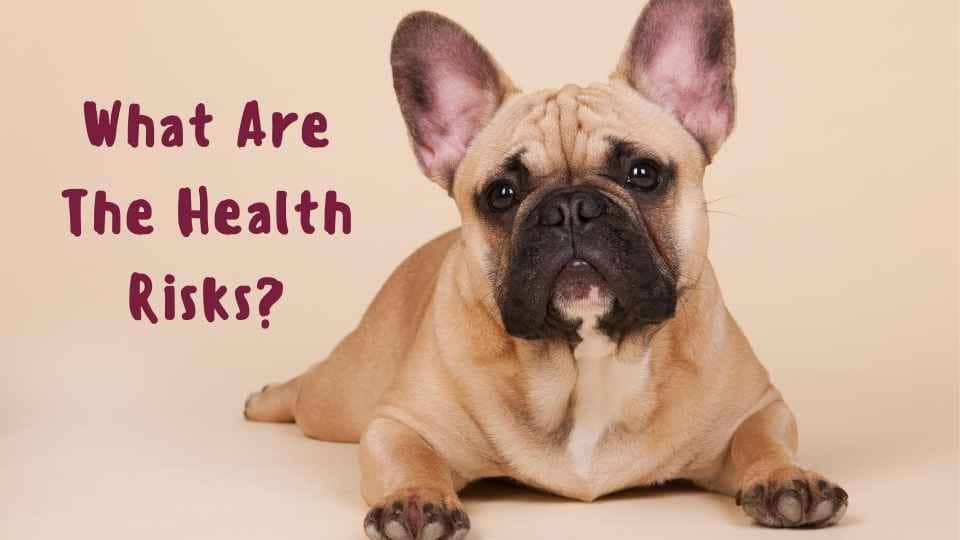 French Bulldog Health Risks – Welfare Problems Behind the Cute Face