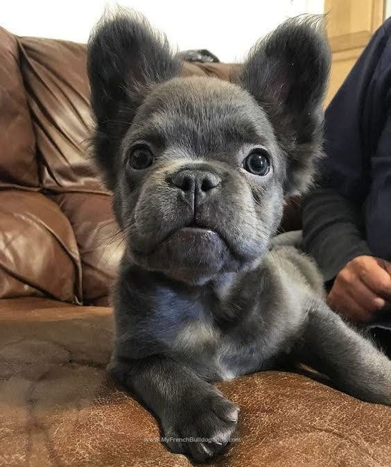 Fluffy Frenchies