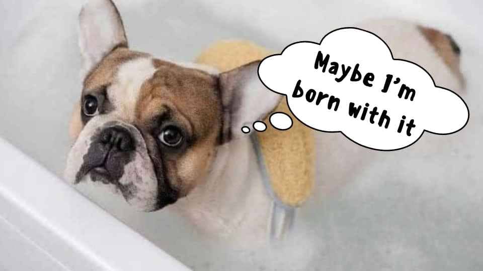 French Bulldog Grooming and Care 101