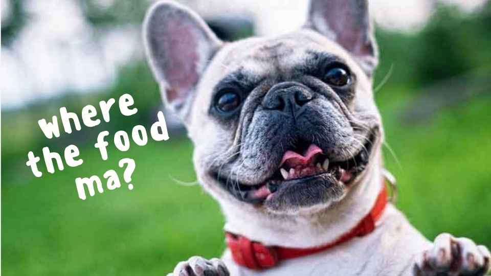 A Thorough Understanding of Nutrients for French Bulldogs