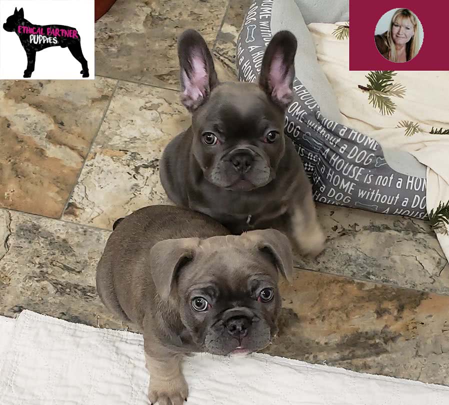 ethical french bulldog breeders