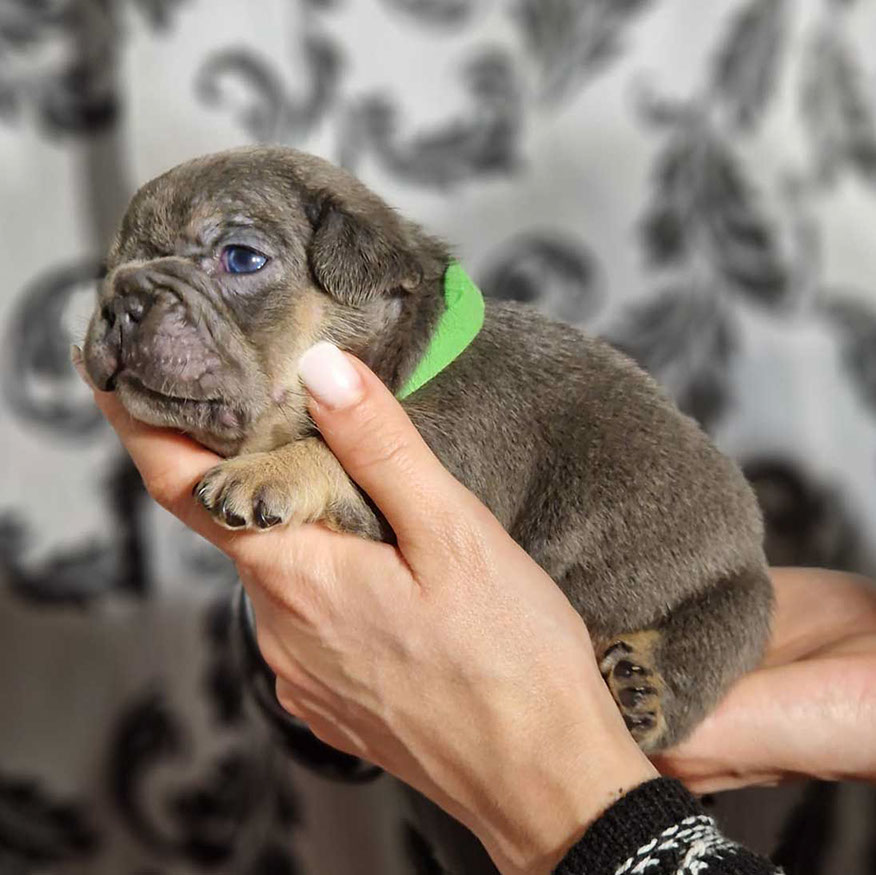 Rocky the Frenchie