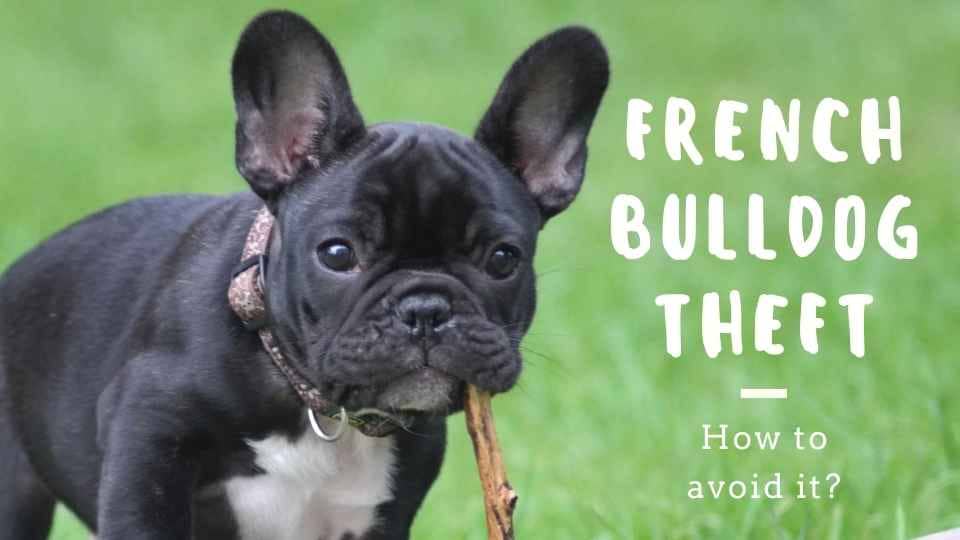 The Rise of French Bulldog Theft and What you need to Know and Solve