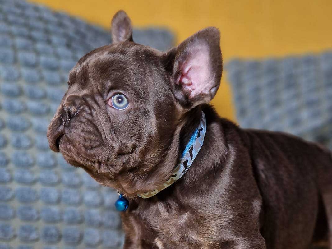 Preston the Frenchie