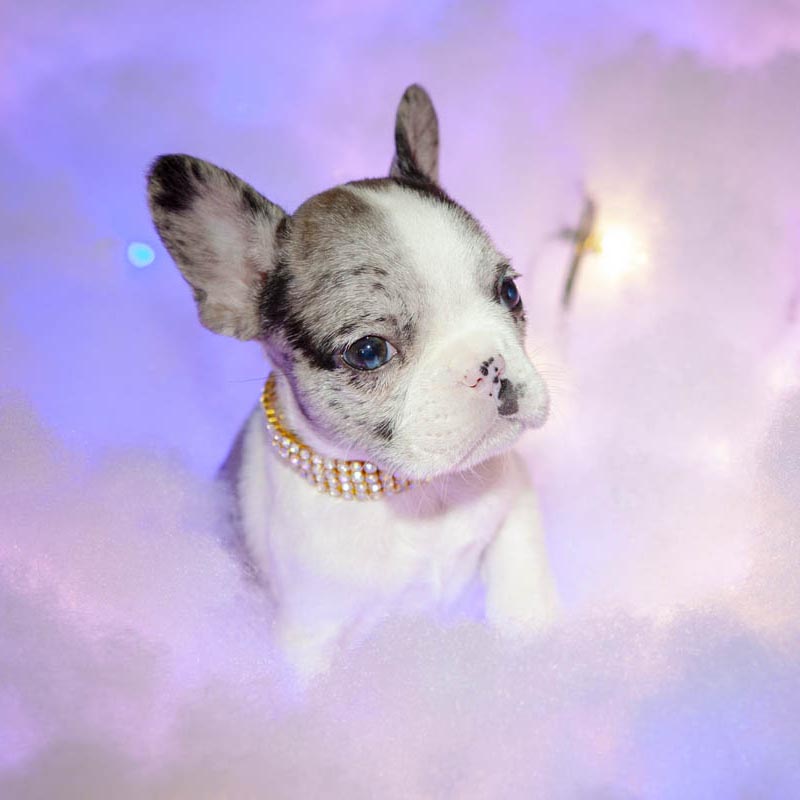 Preston the Frenchie