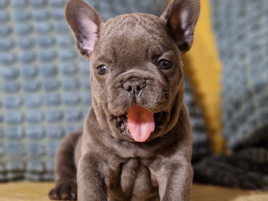 Preston the Frenchie