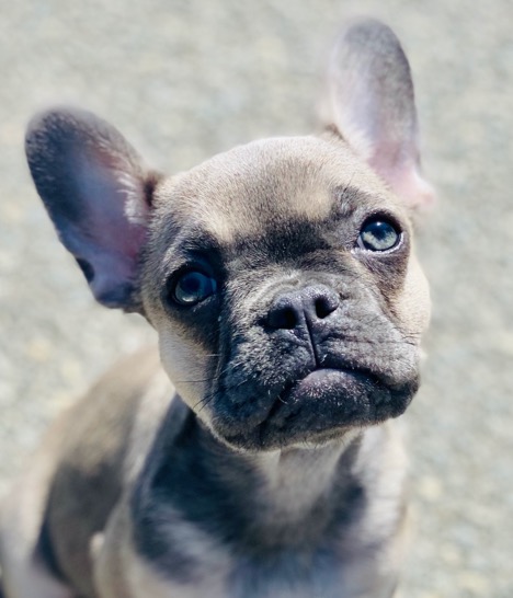 Blue Fawn French Bulldogs