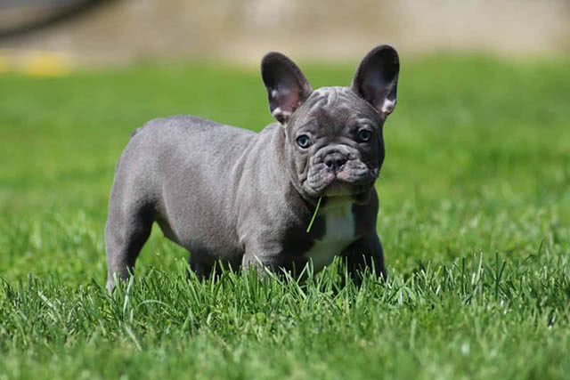 Image of a blue french bulldog puppy playing in grass