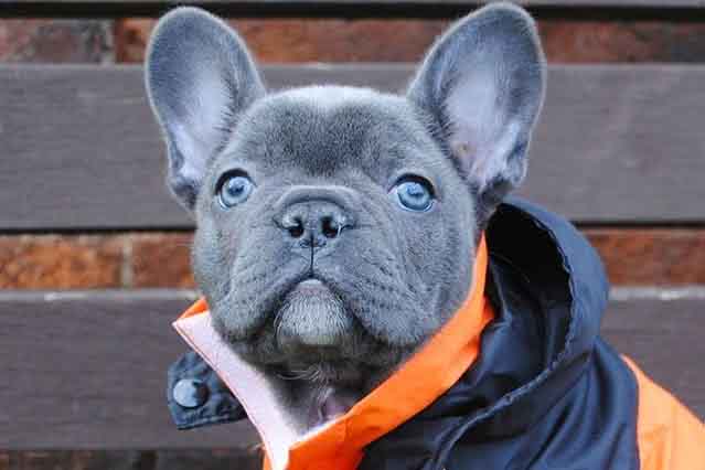 White French Bulldog Chewing on a toy