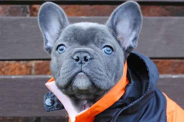 Image of a blue French Bulldog Puppy with Blue eyes wearing an orange jacket