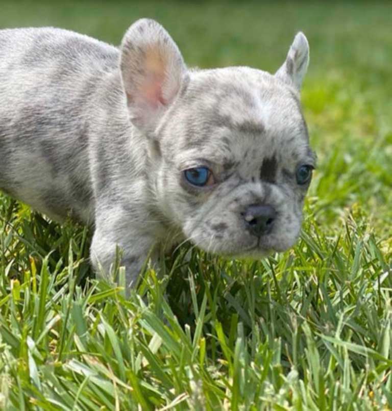 Blue Merle French Bulldog - Everything You Wanted to Know - Natacha ...