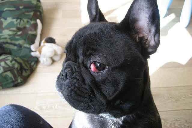 Image of a french bulldog with a cherry eye condition