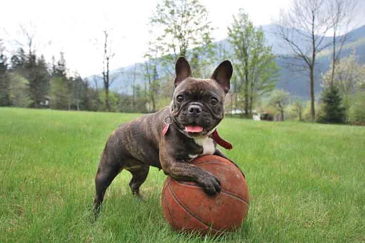 Black French Bulldog Puppy with a female veterinarian