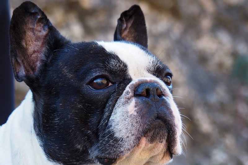 An image of a pied French Bulldog with a flat snout