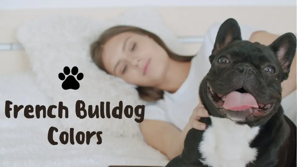 French Bulldog Colors: From Standard to Exotic | Ethical Frenchie