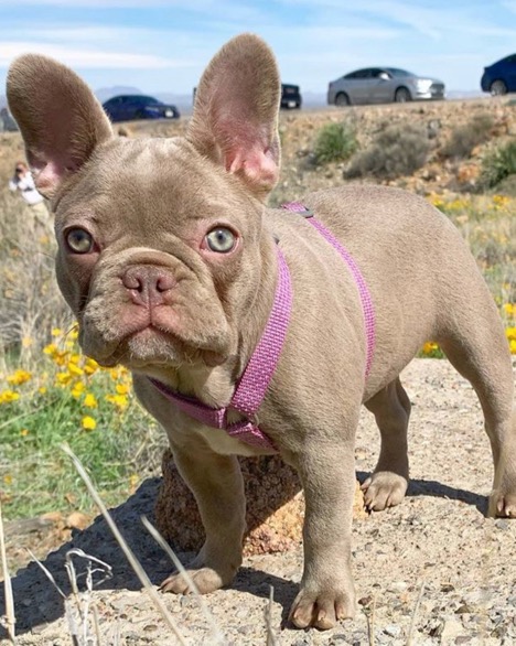 French Bulldog Colors Explained Ethical Frenchie