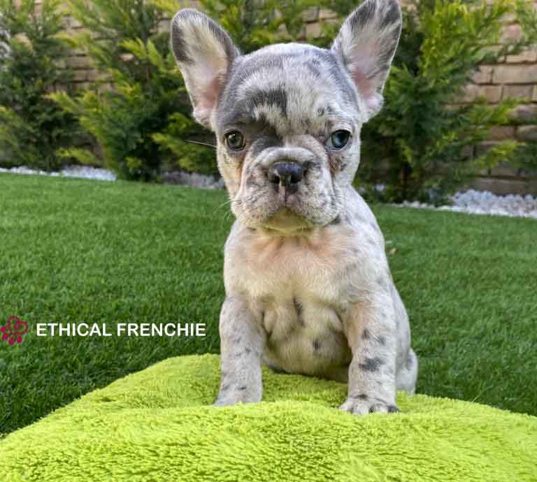 Finance a Frenchie | Ethical Frenchie