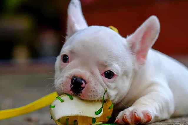 Image of a white french bulldog puppy playing