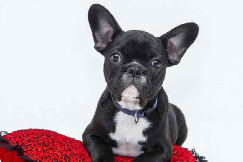 why-french-bulldogs-are-expensive-before-adoption-ethical-frenchie