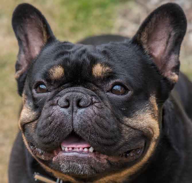 black and tan frenchie