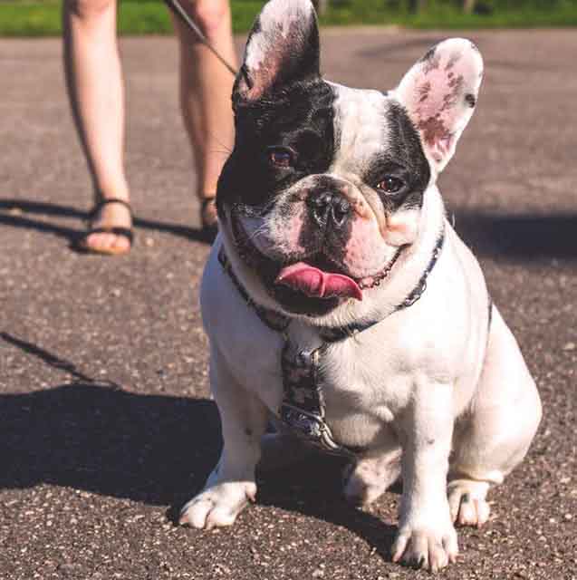 lilac pied french bulldog for sale