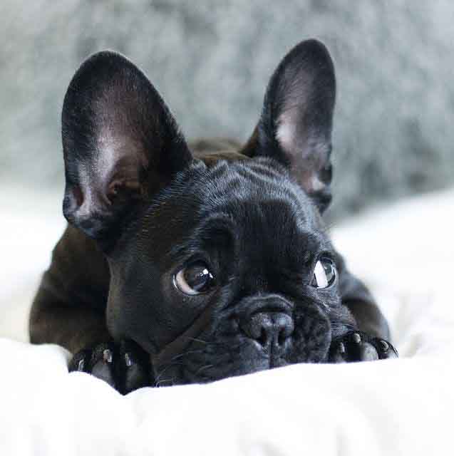 purebred blue french bulldog