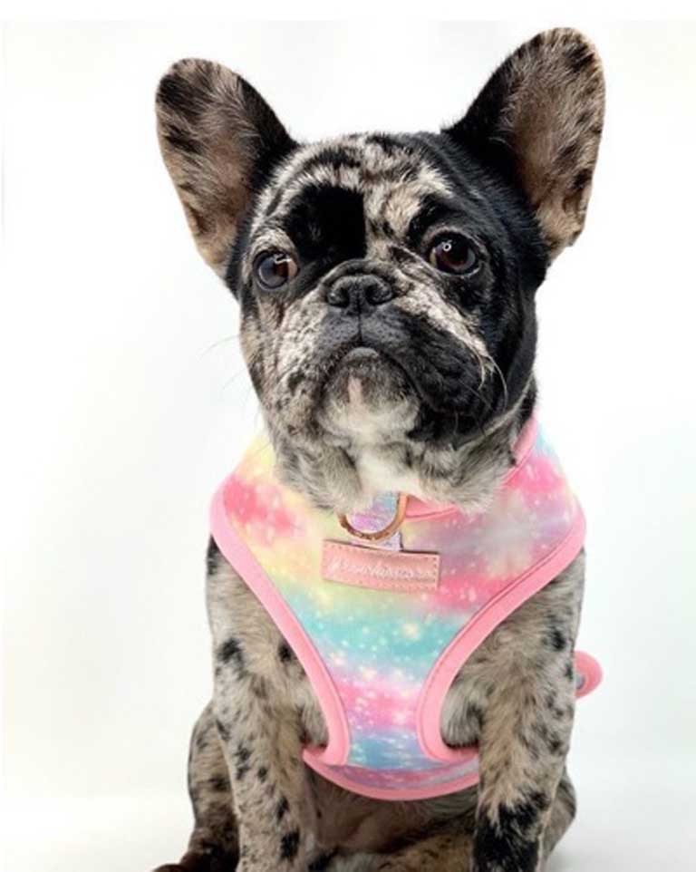 Blue Merle French Bulldog