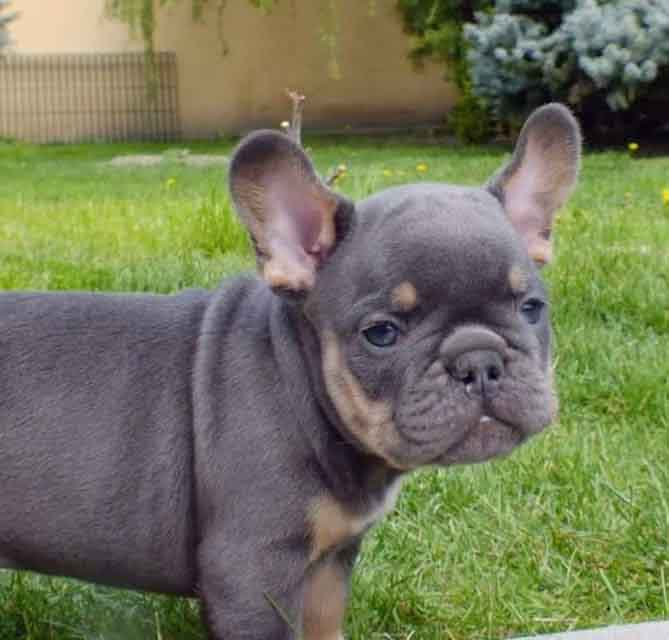 blue tan miniature french bulldog