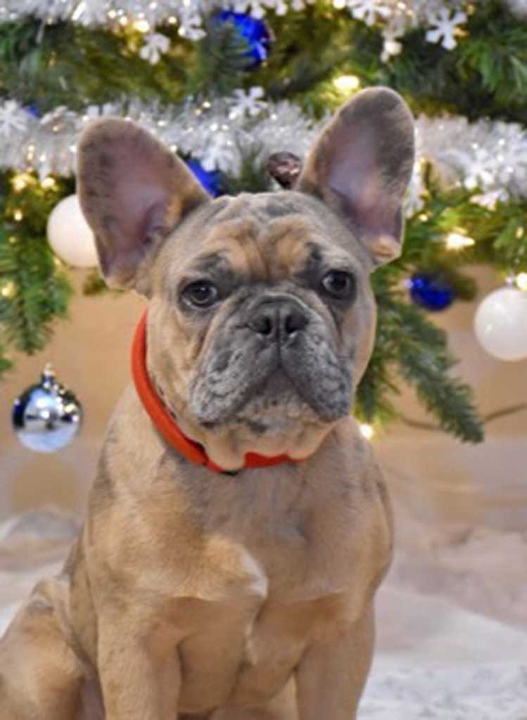 Blue Merle French Bulldog Everything You Wanted To Know Ethical Frenchie