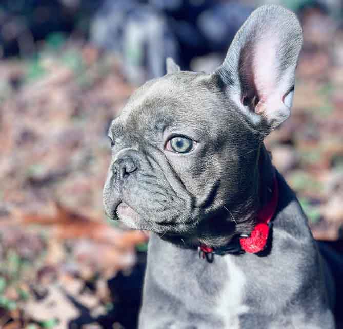 French Bulldog Colors Explained Ethical Frenchie