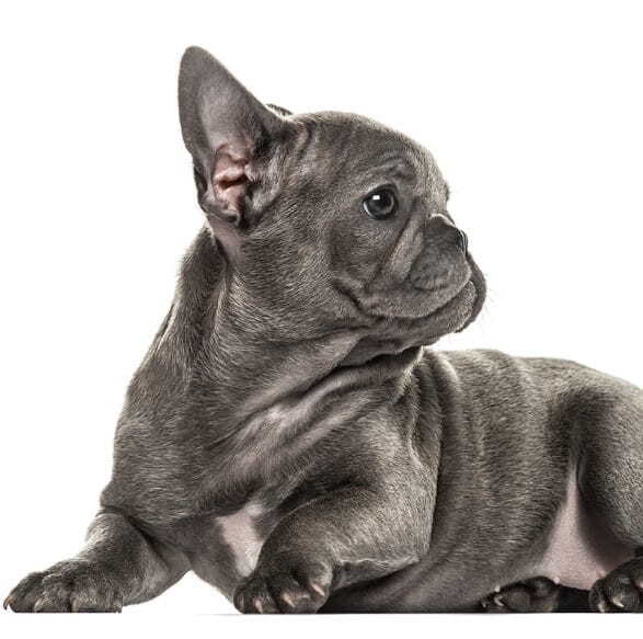 Cute Blue Frenchie Puppy