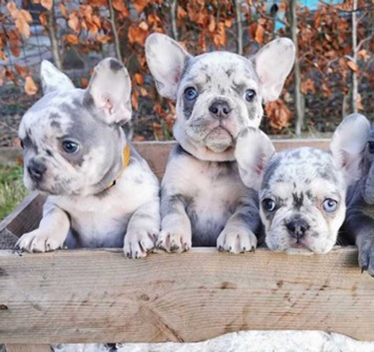 Blue Merle French Bulldog Everything You Wanted To Know Ethical Frenchie