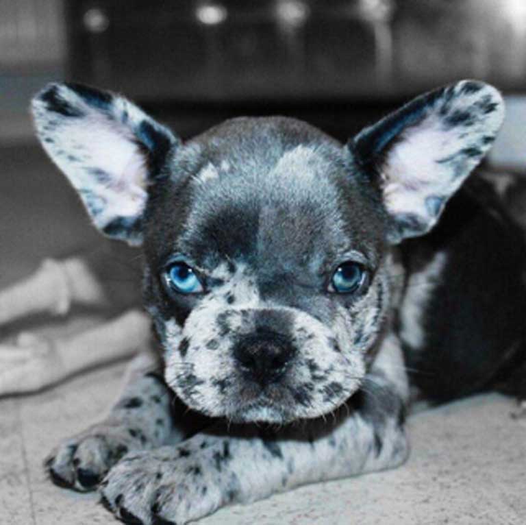 Merle Blue French Bulldog lying in grass