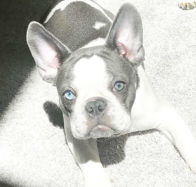 French Bulldog Colors Explained Ethical Frenchie