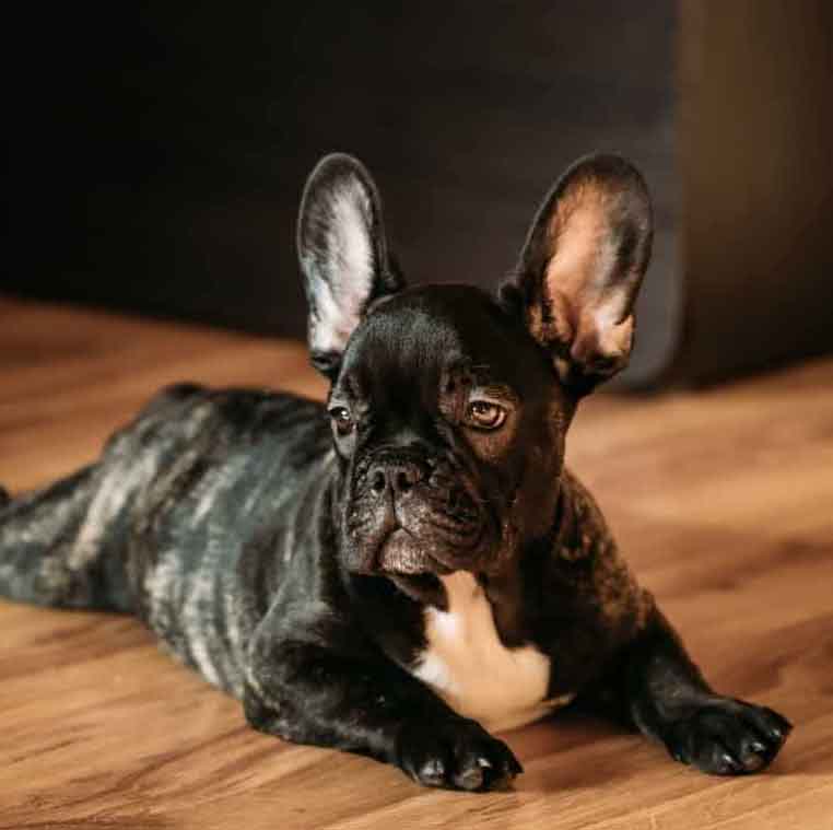 akc merle french bulldog