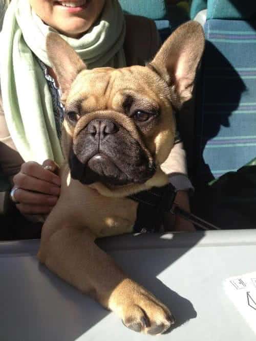 Cheap French Bulldog Puppies Under 500 Ethical Frenchie