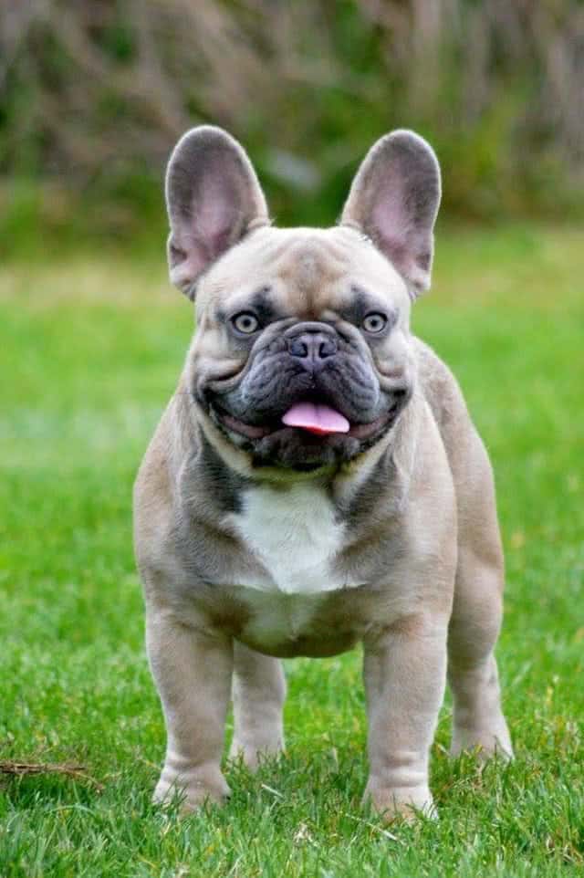 Cheap French Bulldog Puppies Under 500 Ethical Frenchie
