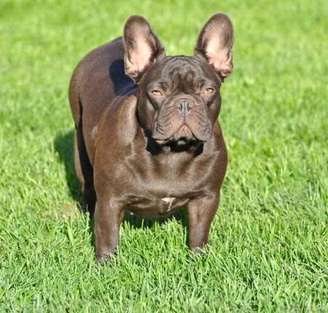 dark chocolate french bulldog